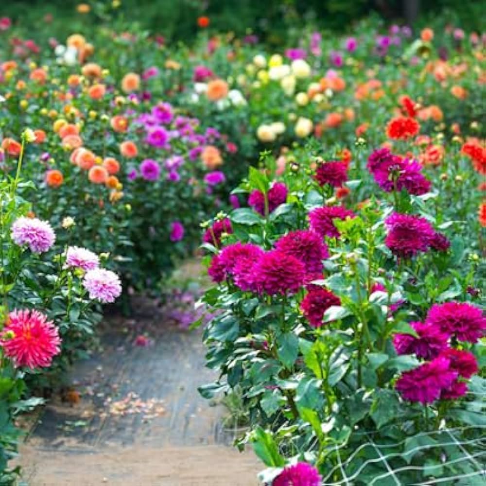 House Garden Mary Flower Mini Dahlia Bonsai Plants Natural Growth Multi Color Italian Imported