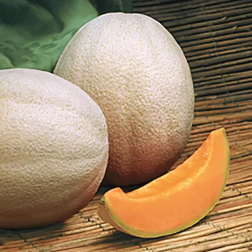 aphrodite hybrid cantaloupe large aromatic deep orange melons high organic Fruit Seeds organic garden seeds