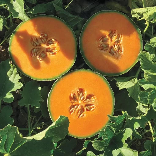 lilliput cantaloupe high organic Fruit Seeds organic garden seeds