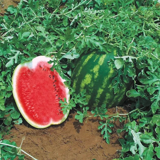 top gun watermelon high organic Fruit Seeds organic garden seeds