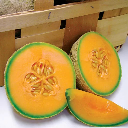 sugar cube melon cantaloupe high organic Fruit Seeds organic garden seeds