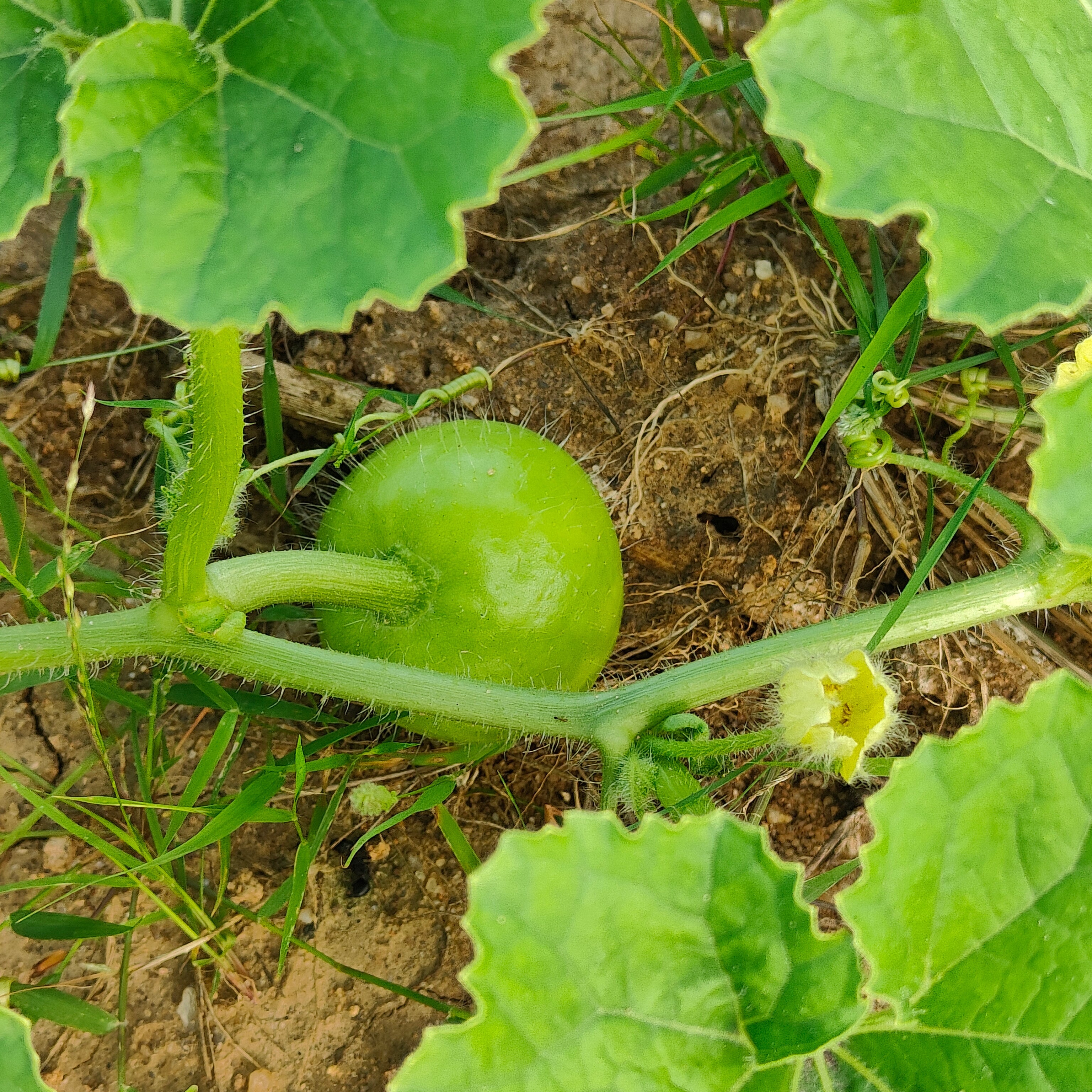 Apple Gourd Fruit Heirloom Vibrant Growth Fruit Seeds