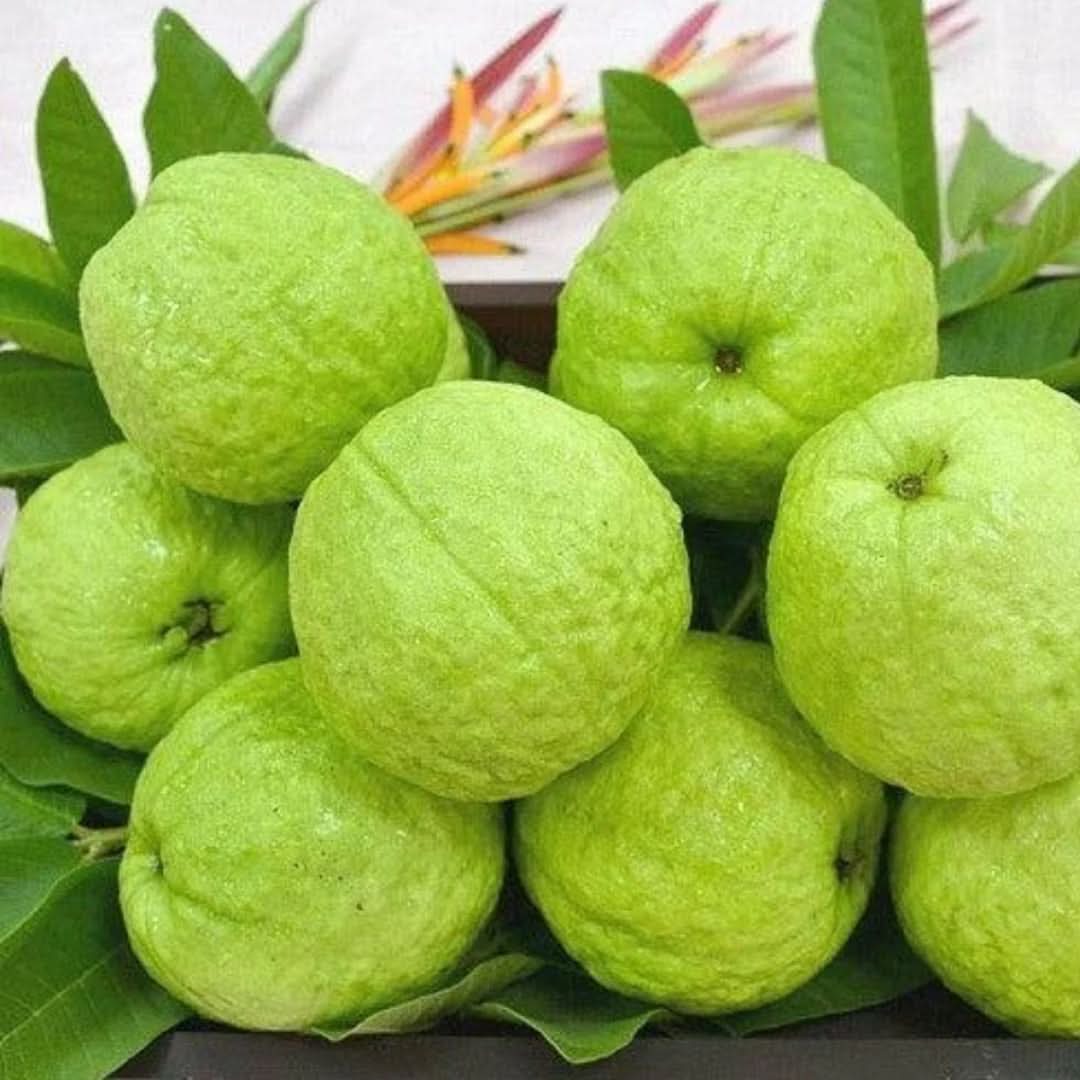 Allahabad Guava Fruit Sweet Aromatic Tropical Harvests Fruit Seeds