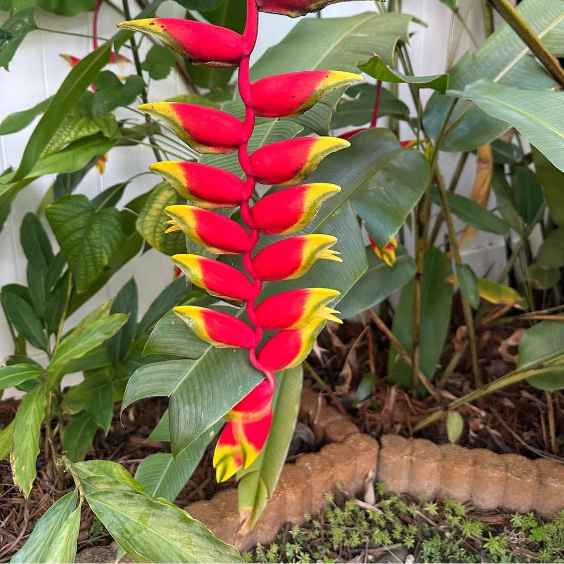 Yellow Heliconia Flower Seeds