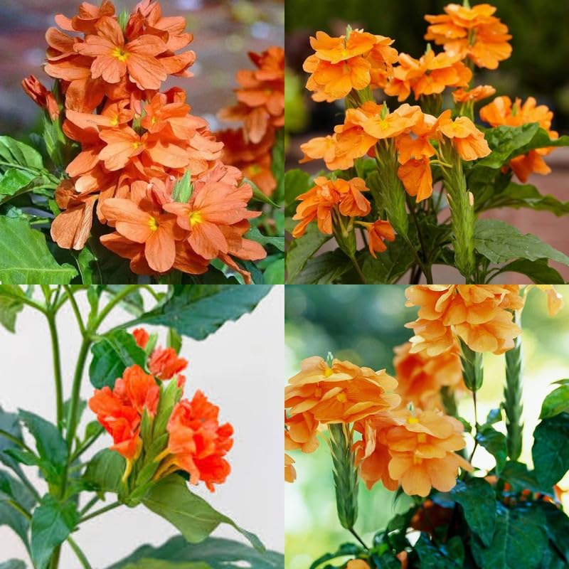 Crossandra Flower Seeds