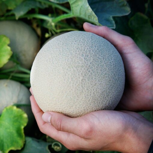 bit o gold hybrid cantaloupe sweet golden early melons high organic Fruit Seeds organic garden seeds