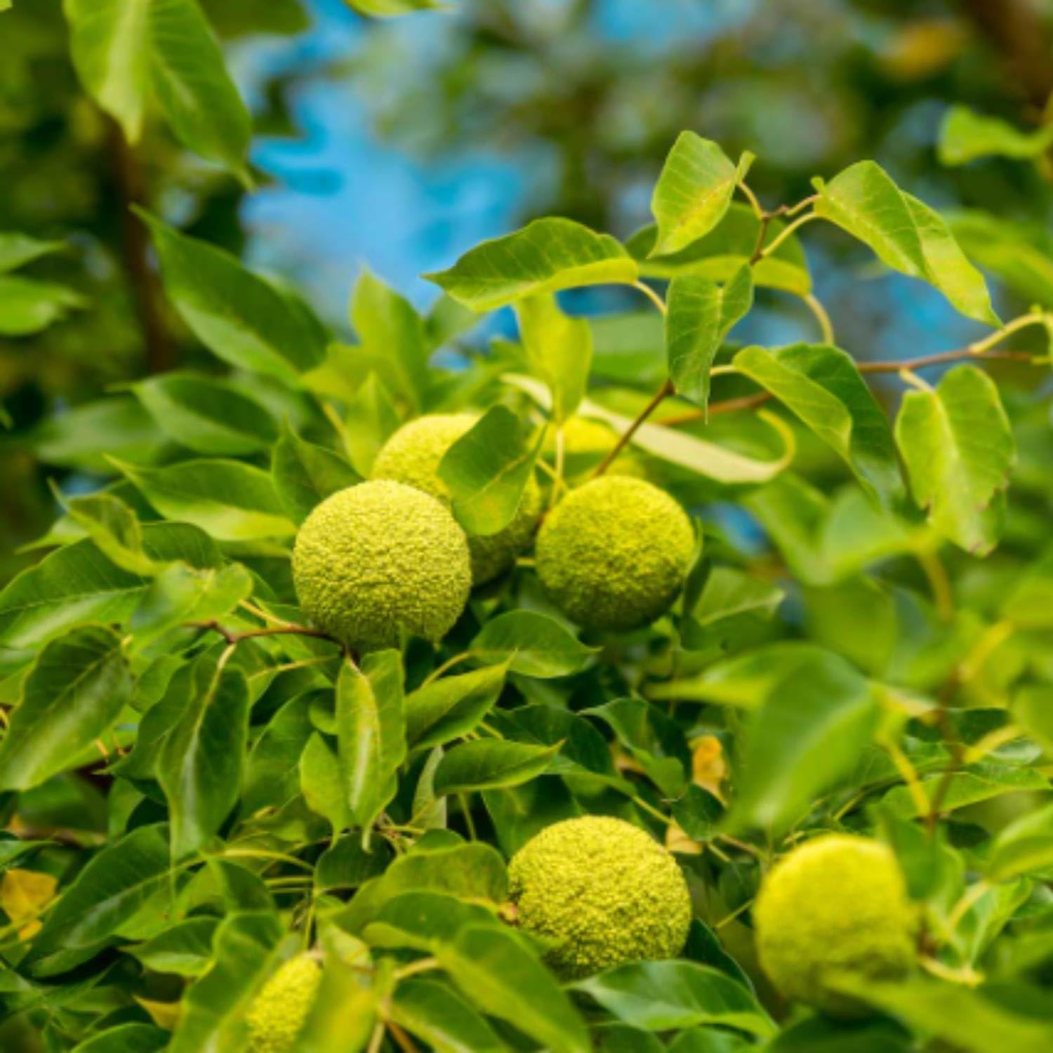 yellow maclura fruit grow this hardy Fruit Seeds