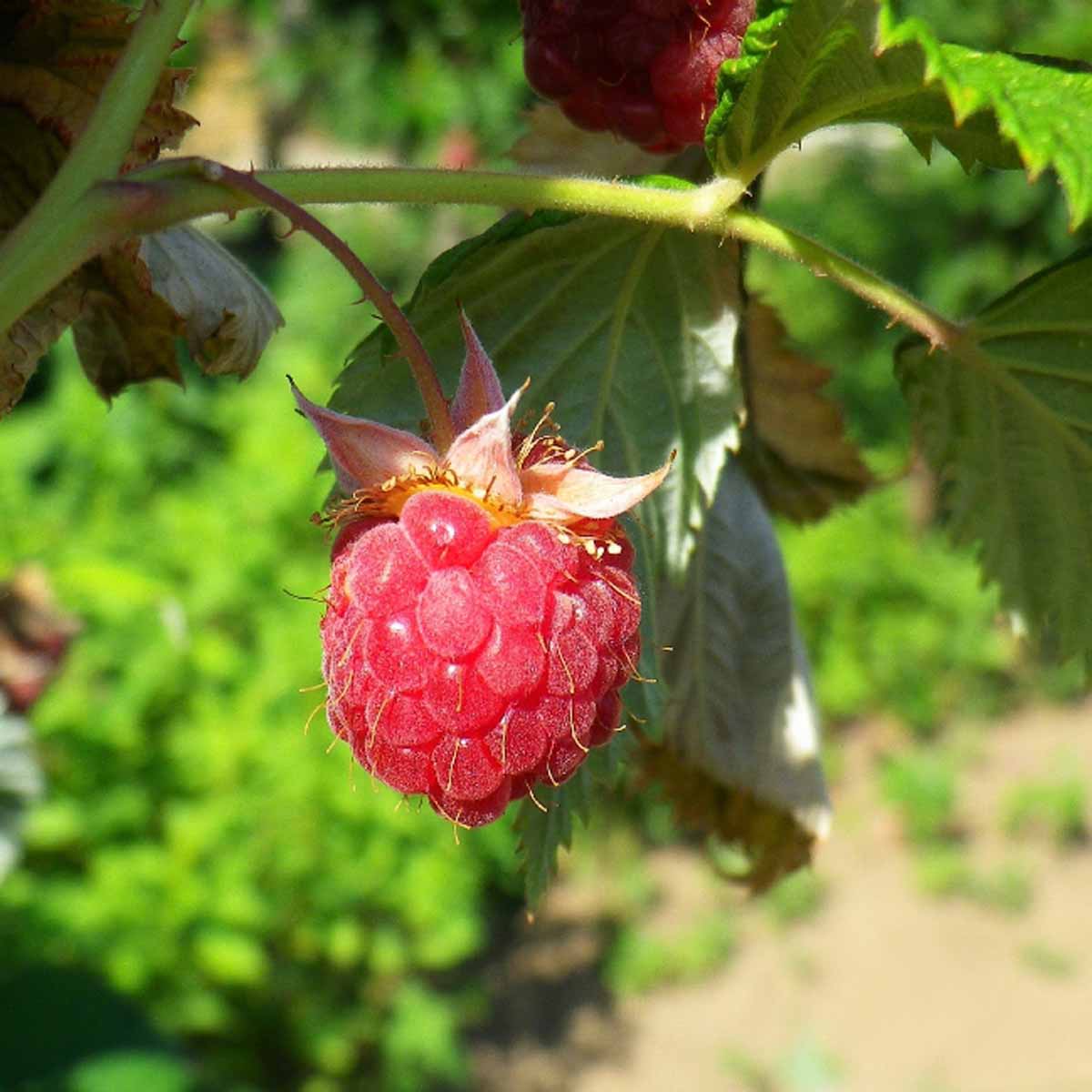 Lampone Rubus Idaeus Berry Fruit Sweet And Colorful Fruit Seeds