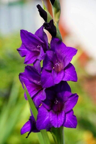 Purple Gladiolus Tristis Flower Seeds