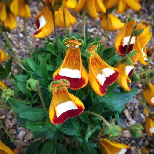 Calceolaria Uniflora Flower Seeds