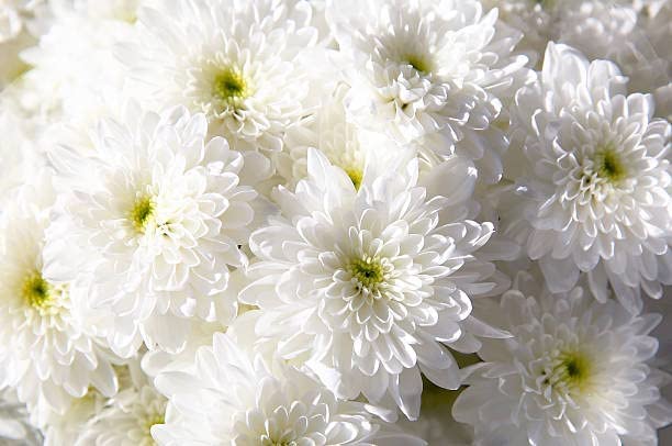 White Astrantia Flower Seeds
