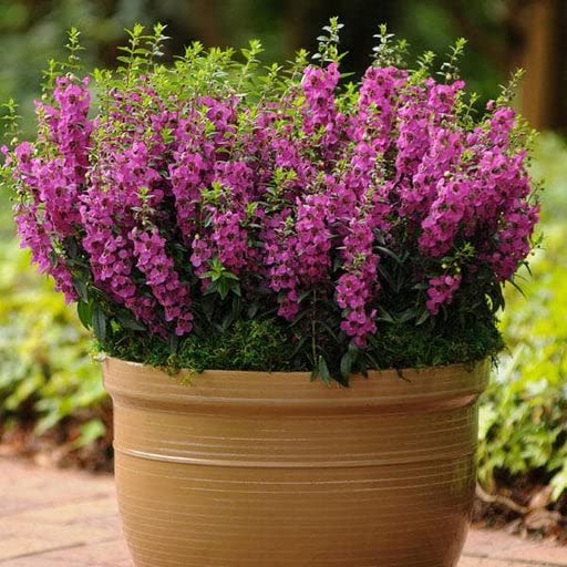 Purple Angelonia Flower Seeds