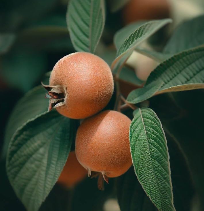 Medlar Fruit And Tangy Trees Fruit Seeds
