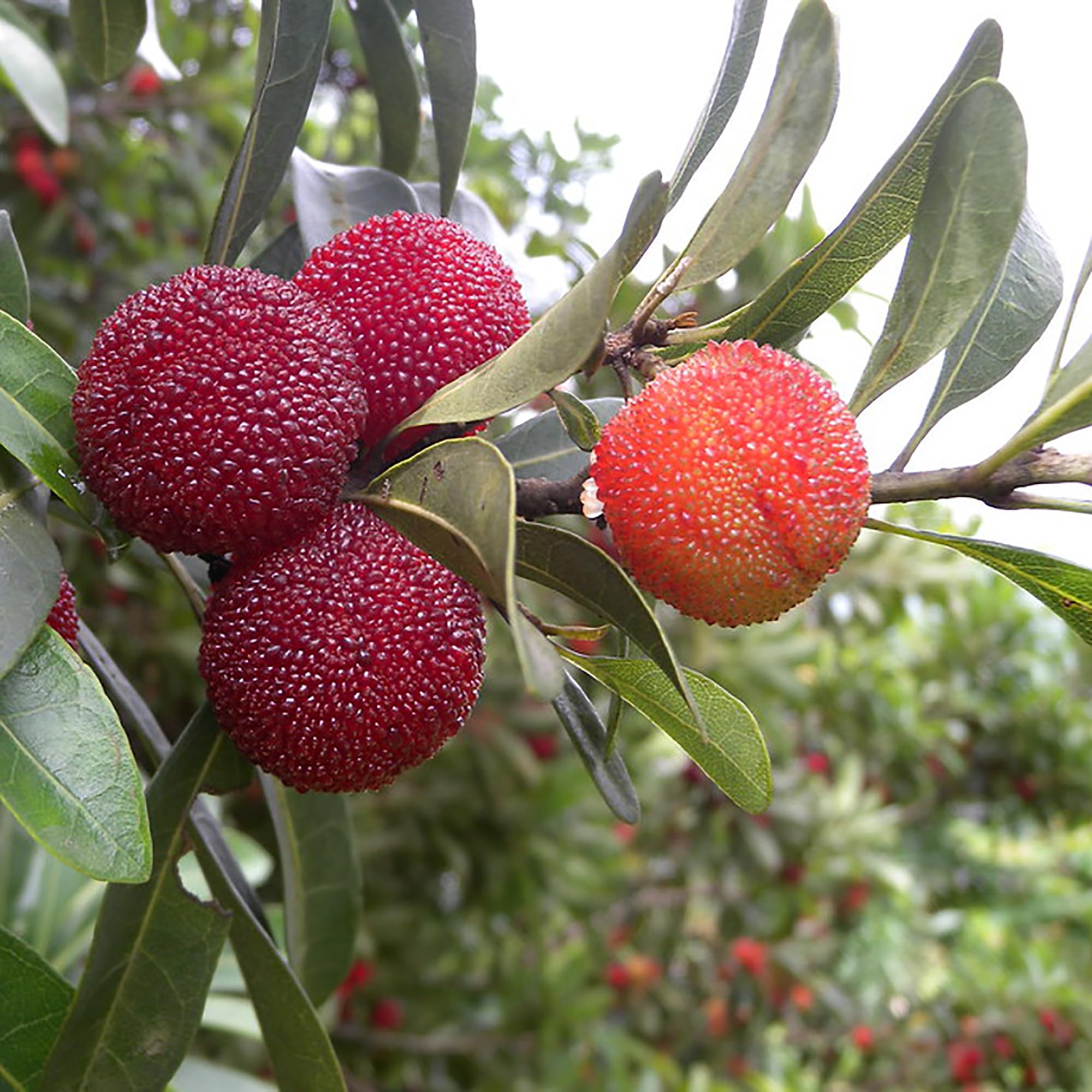 bayberry fruit for planting orange bayberries Fruit Seeds