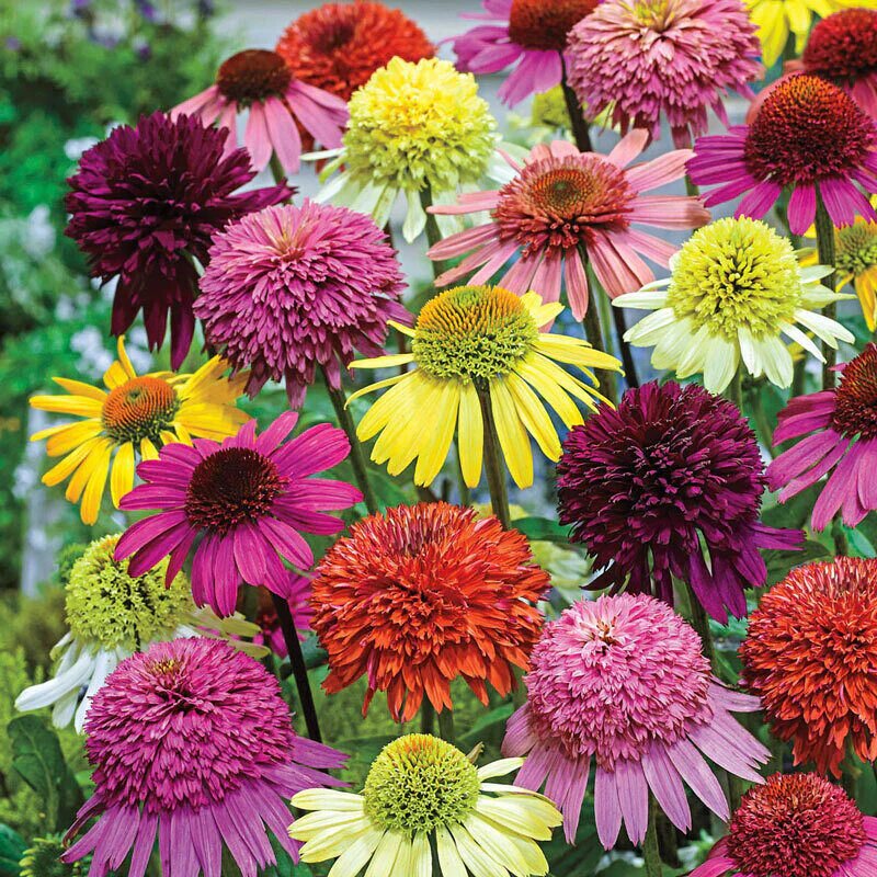 Mixed Coneflower Seeds