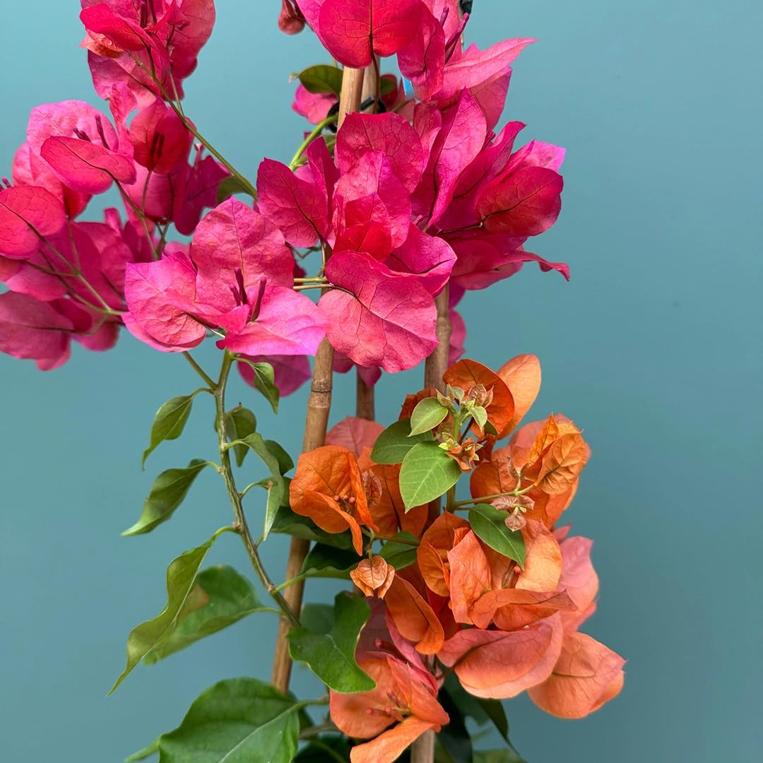 Pink Bougainvillea Flower Seeds – Heirloom, Non GMO, High Germination Seeds