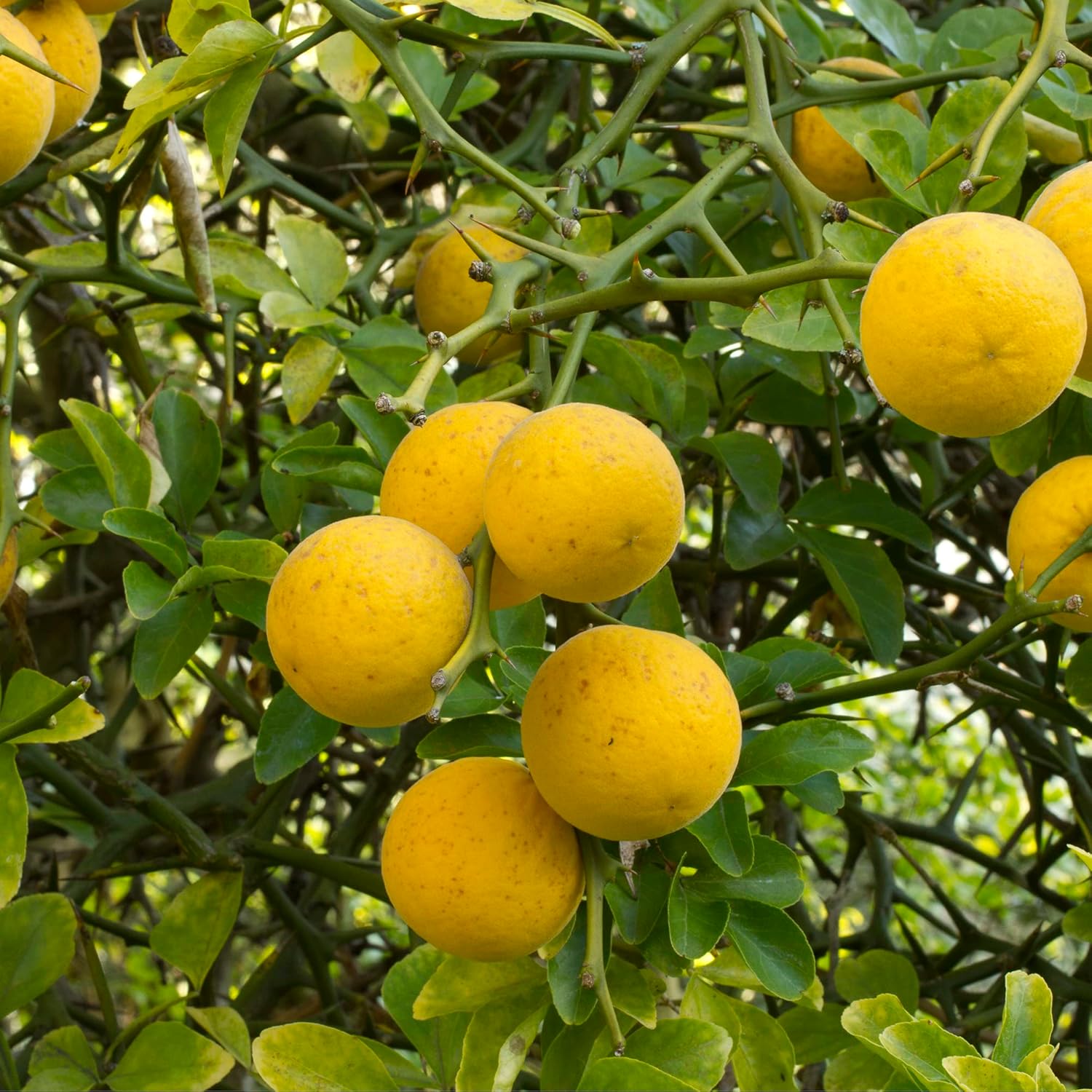 poncirus trifoliata bitter orange japanese fruit Fruit Seeds