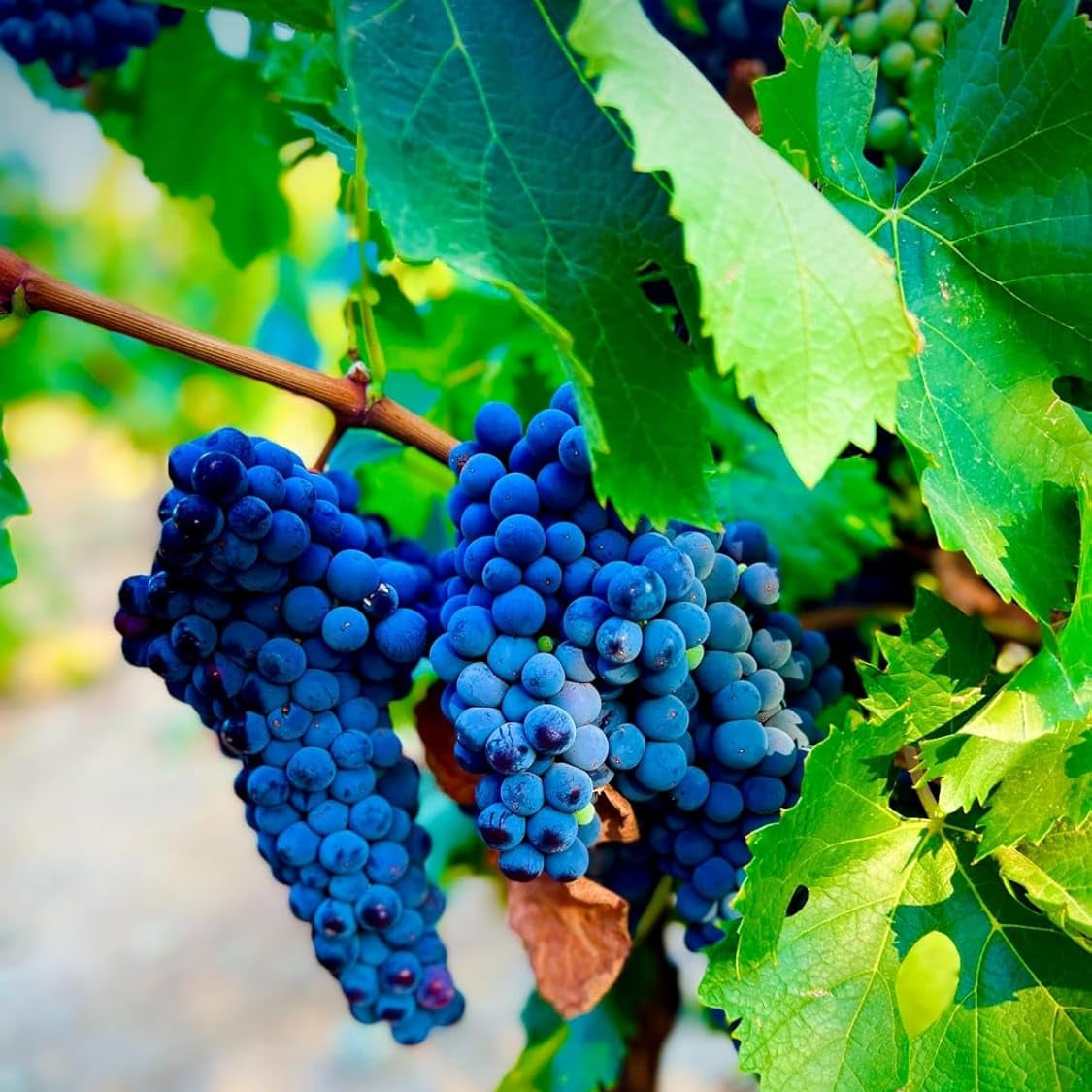 Grape Dark Blue Color Variety Fruit Seeds