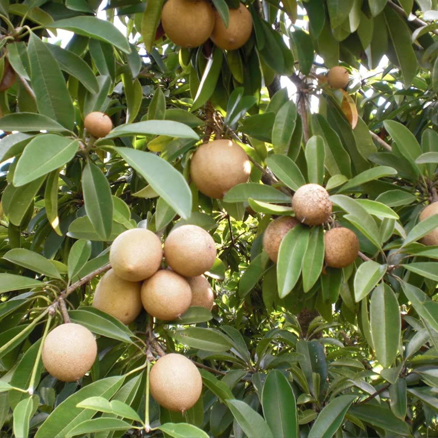 Manilkara Zapota Fruit Tropical Sapodilla Trees At Fruit Seeds