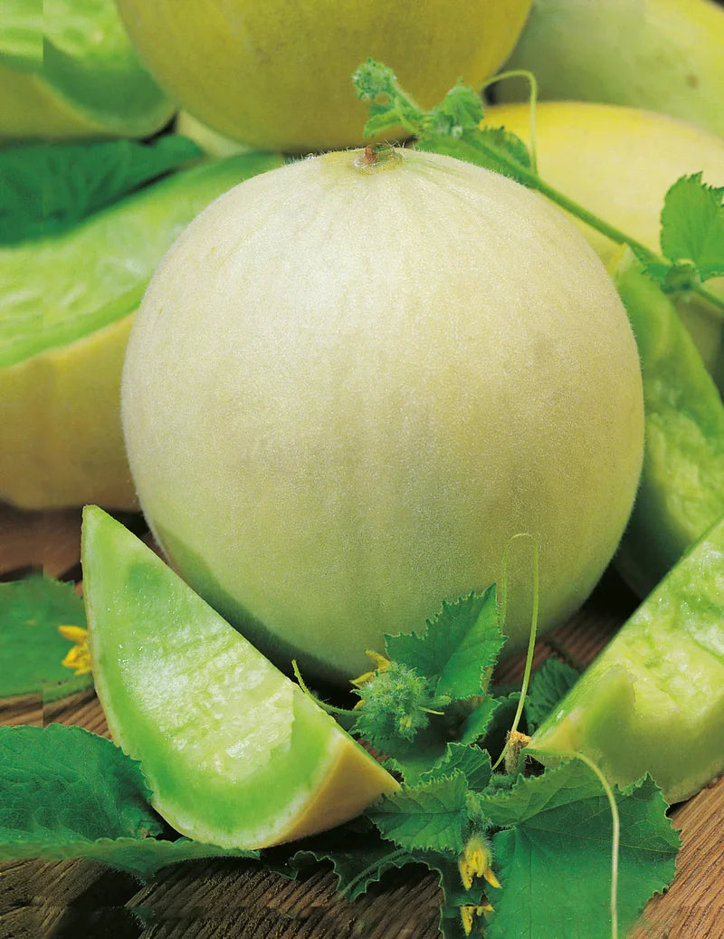 Honeydew Melon Grow Sweet Refreshing Fruit Seeds