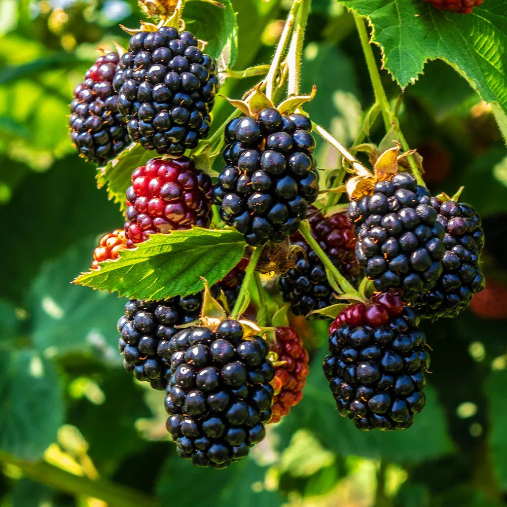 Blackberry Fruit Collection Sweet Juicy Berries Fruit Seeds