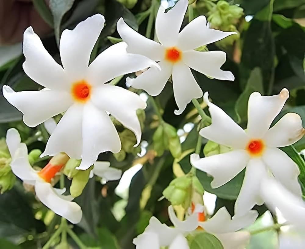 Jasmine Flower Seeds