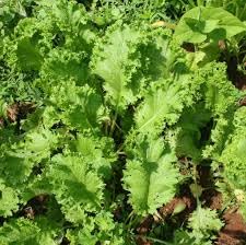 Mustard Plant Seeds for Growing Green herb seeds - fresh harvest, sustainable gardening garden seeds