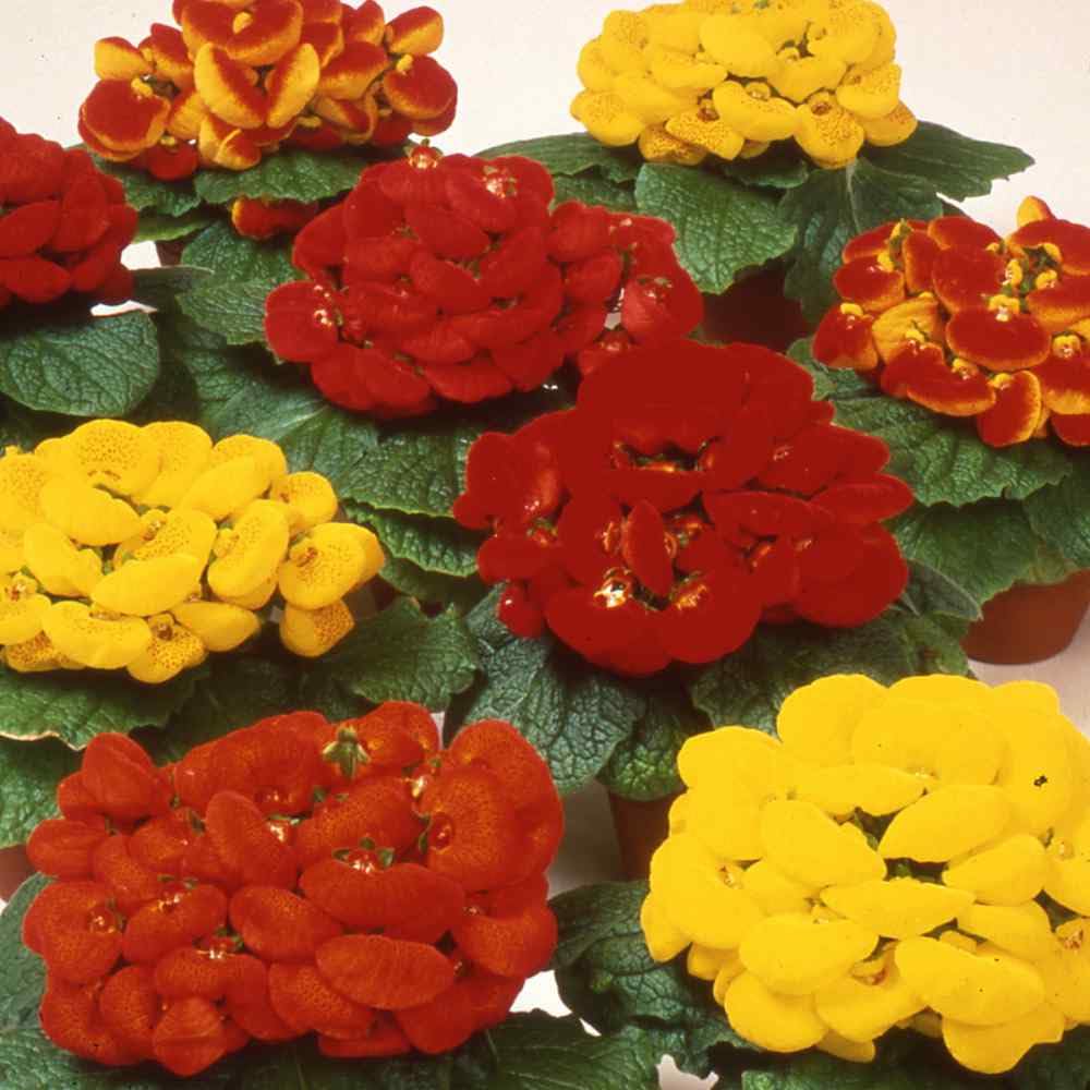 Mixed Gaint Calceolaria Flower Seeds