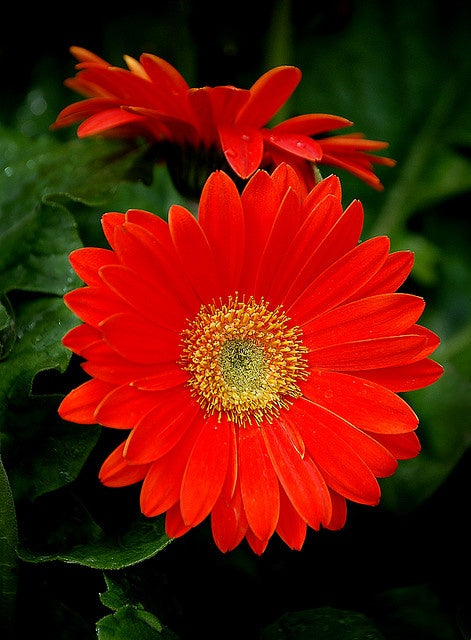 Red Daisy Flower Seeds - Heirloom Non GMO High Germination Premium Garden Seeds for Planting