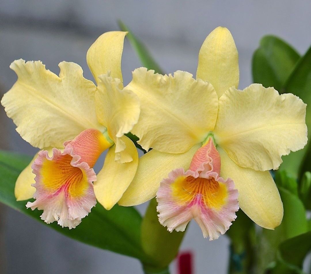 Pink Yellow Cattleya Orchid Flower Flower Seeds - Heirloom Non GMO High Germination Garden Seeds for Planting