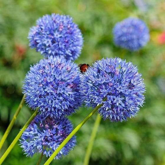 Allium giganteum Flower Seeds - Heirloom Non GMO High Germination Garden Planting Seeds
