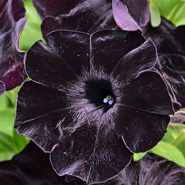 Black Calibrachoa Flower Seeds
