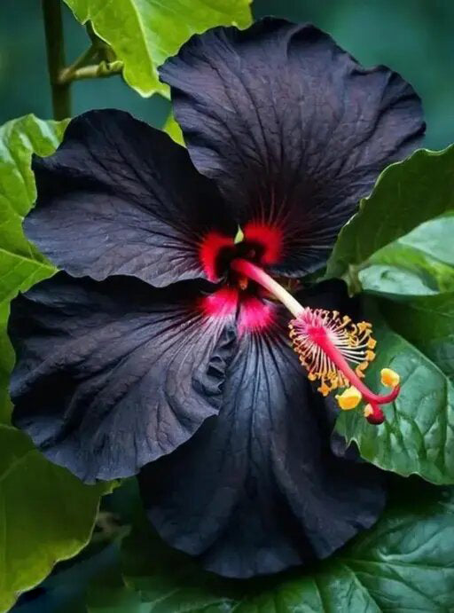 Black Hibiscus Flower Seeds
