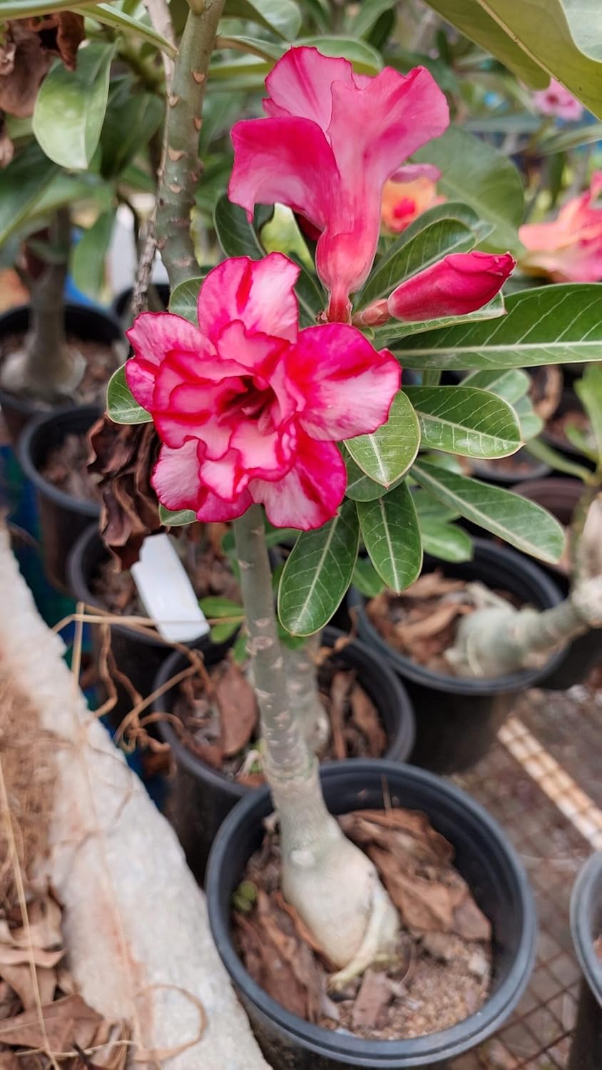 Adenium Flower Seeds Planting and Growing Easy Grow Blossoms Home Garden Decoration Seeds for Planting Heirloom Non-GMO