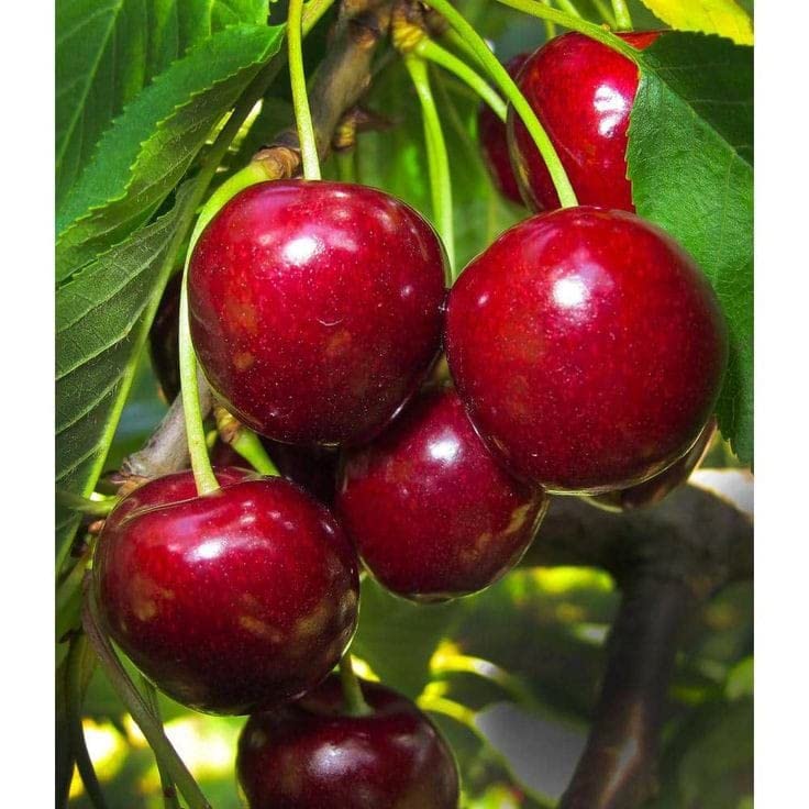 Lapins Sweet Cherry Fruit Juicy Red Berries Heirloom Fruit Seeds