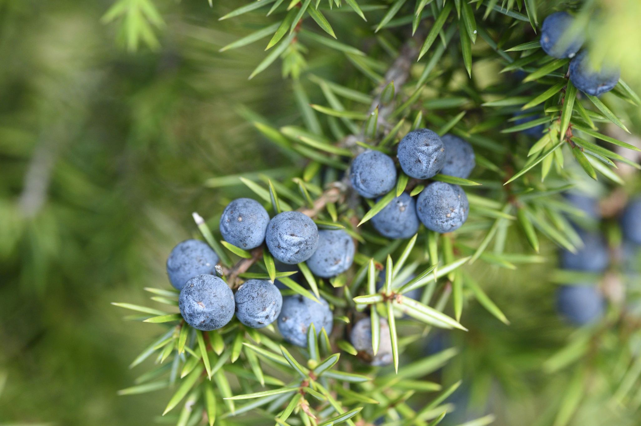 Juniperus Berry Fruit Aromatic And Hardy Juniper Trees Gmo Free Fruit Seeds