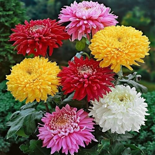 perennial chrysanthemum flower seeds
