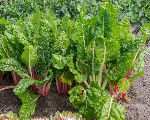 Chard vegetable seeds Green vegetable seeds for Home Gardening, Healthy Culinary Garden Variety for kitchen garden planting