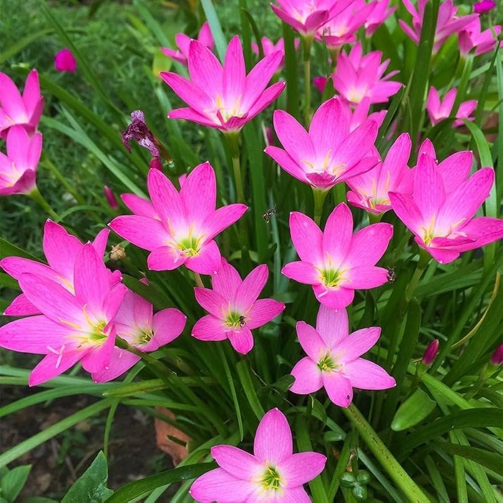 Pink Zephyranthes Candida Bulbs Rain Lily Flowering Bulbs Flower Seeds