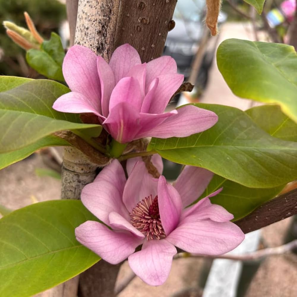 Pink Magnolia Flower Seeds Colorful - Heirloom Non GMO Premium Garden Seeds for Planting