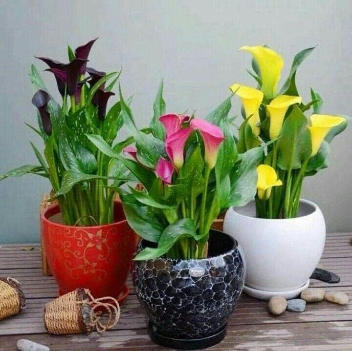 Calla Lily Zantedeschia Mixed Color Bulbs