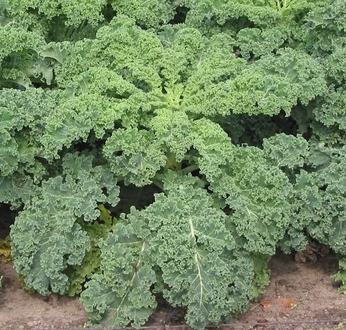 Green Kale Vegetables Seeds vegetable seeds - Heirloom, Organic, Non Gmo Garden Seeds for kitchen garden planting