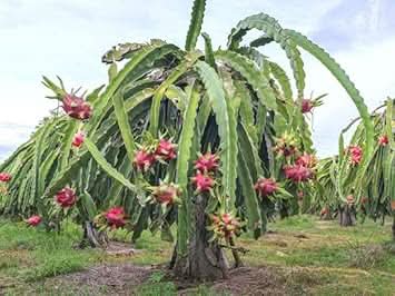 pitaya fruit for growing Fruit seeds