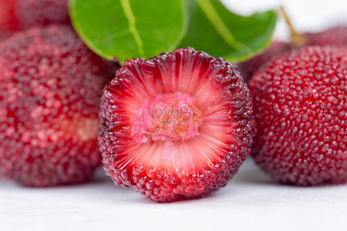 Red Bayberry Myrica Rubra Delicious