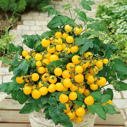 Yellow Tomato Yellow vegetable seeds for Home Gardening, Heirloom, Non-GMO, High for kitchen garden planting