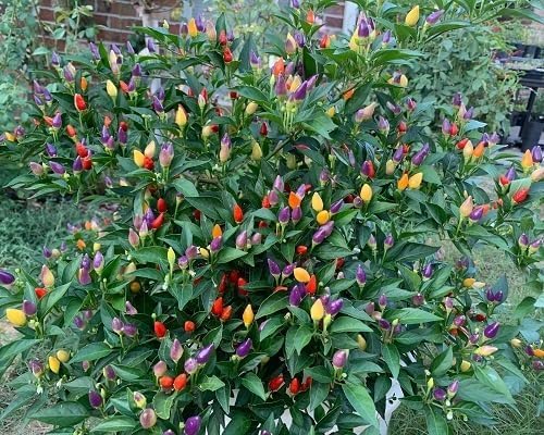 Mixed Pepper vegetable seeds - Heirloom, Organic, Non Gmo Garden Seeds for kitchen garden planting