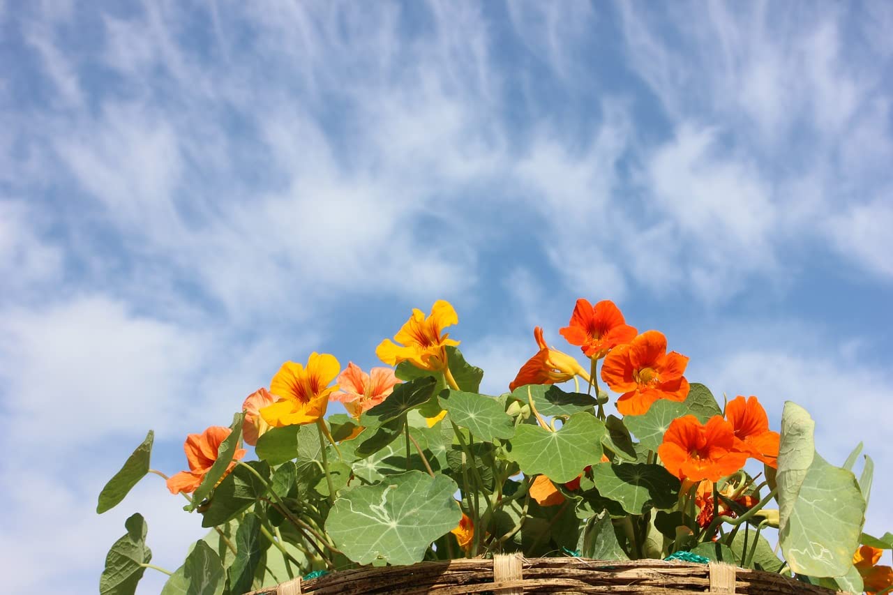 nasturtium tropaeolum majus flower Fruit Seeds
