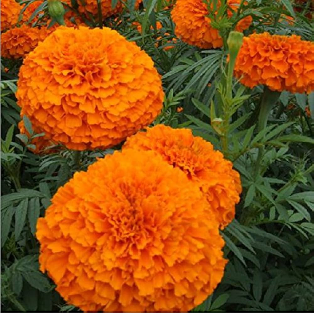 House Garden African Marigold Crackerjack Mixed Colors Tagetes Erecta Garden Flower Beds Flower