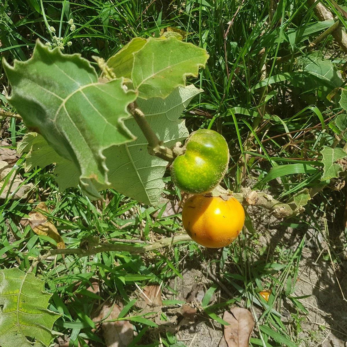 Sessiliflorum Fruit And Hardy Fruits Fruit Seeds