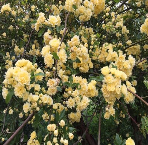 Yellow Rosa banksiae Flower Seeds
